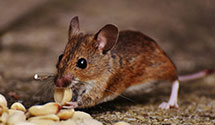 24 Hour & Emergency Exterminators in E Walpole, MA